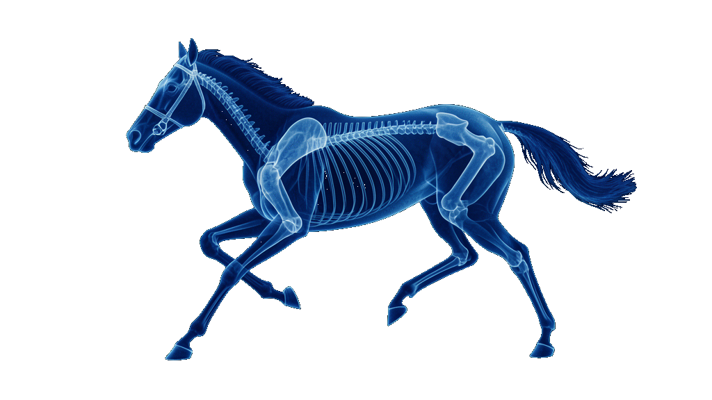 Cyanotype x-ray racehorse, transparent, floating on the page — the force